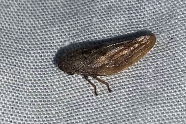 Aphrophora major